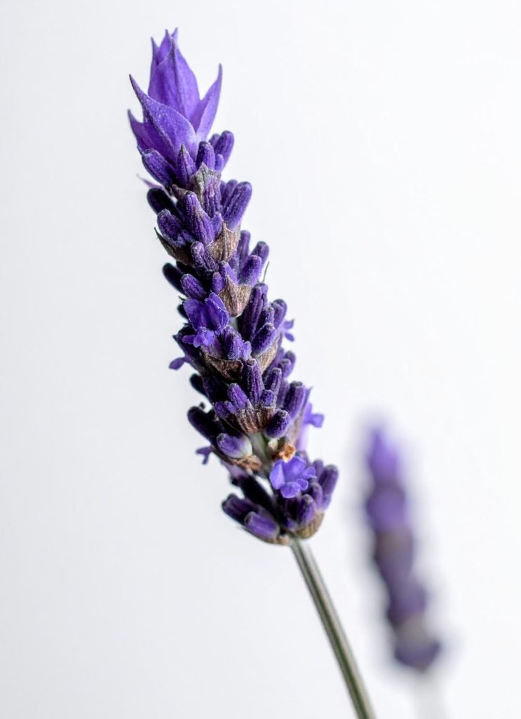 Lavanda representa paz e leveza nos serviços de cremação em Lisboa