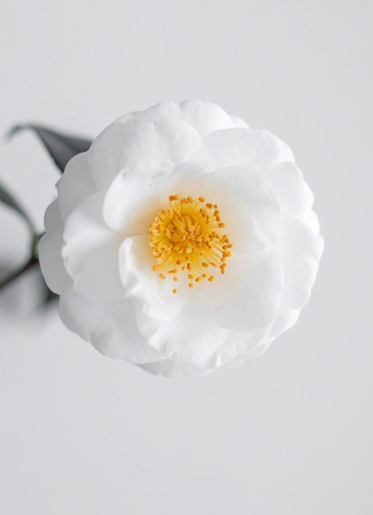 Margarida branca simbolizando simplicidade e dignidade num funeral sem custos em Lisboa