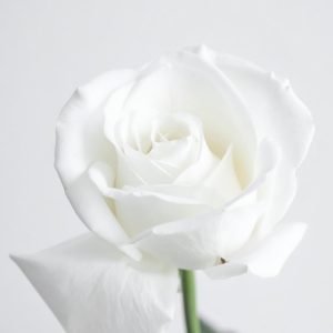 Rosa branca como homenagem serena nos serviços de sepultura em Lisboa