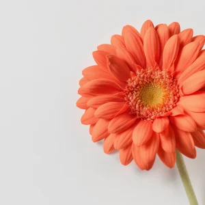 Gerbera